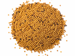 Гірчиця зерна