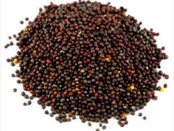 Гірчиця чорна